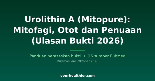 Urolithin A (Mitopure): Mitofagi, Otot dan Penuaan (Ulasan Bukti 2026)