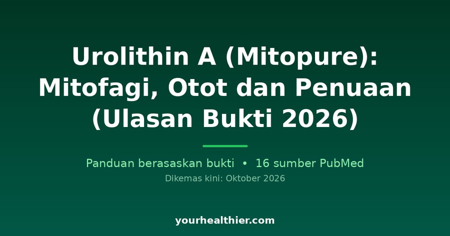 Urolithin A (Mitopure): Mitofagi, Otot dan Penuaan (Ulasan Bukti 2026)